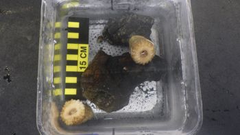 Media type: image;   Invertebrate Zoology 153104 Description: live specimen;